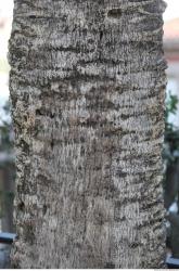 Tree Bark